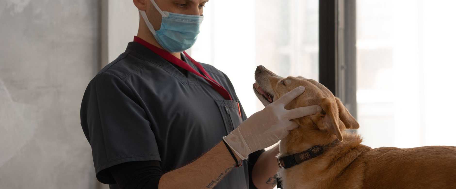 Ein Tierarzt mit Maske untersucht einen Hund in Innenräumen und konzentriert sich auf die Patientenversorgung.