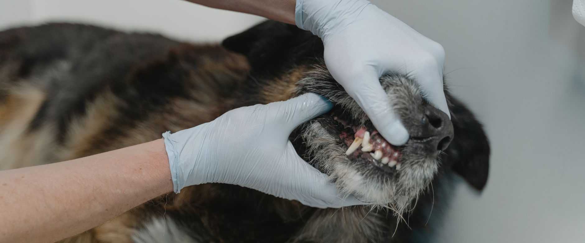 Eine Tierärztin hebt vorsichtig die Lefze eines ruhigen Hundes an, um Zähne und Kieferstellung bei der Untersuchung zu prüfen