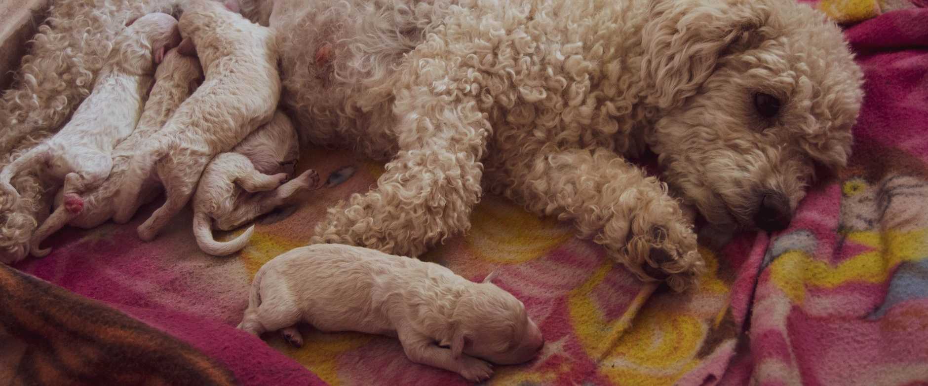 Neugeborene Welpen kuscheln sich beim Säugen eng an ihre Mutter in einer warmen Wurfkiste