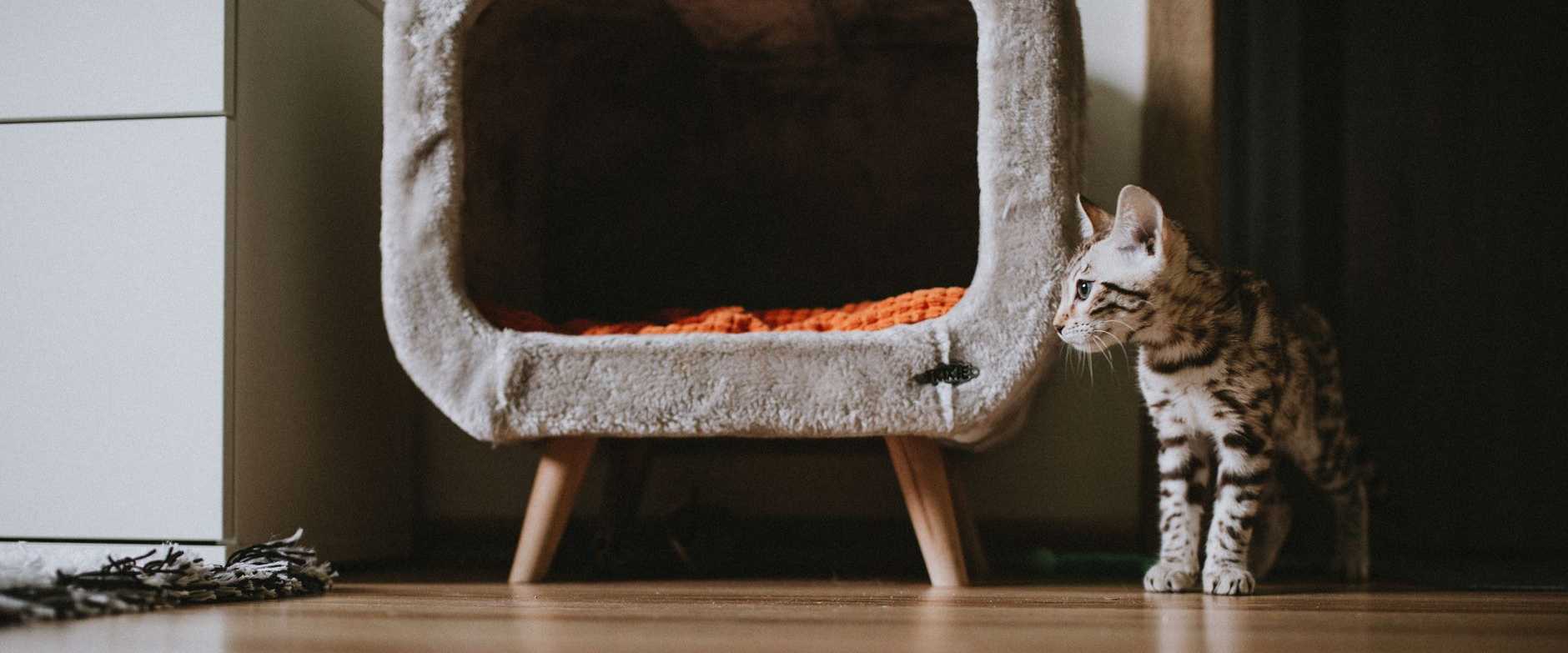 Bengalisches Kätzchen steht neben einem gemütlichen Katzenbett in einem modernen Wohnungsinterieur.