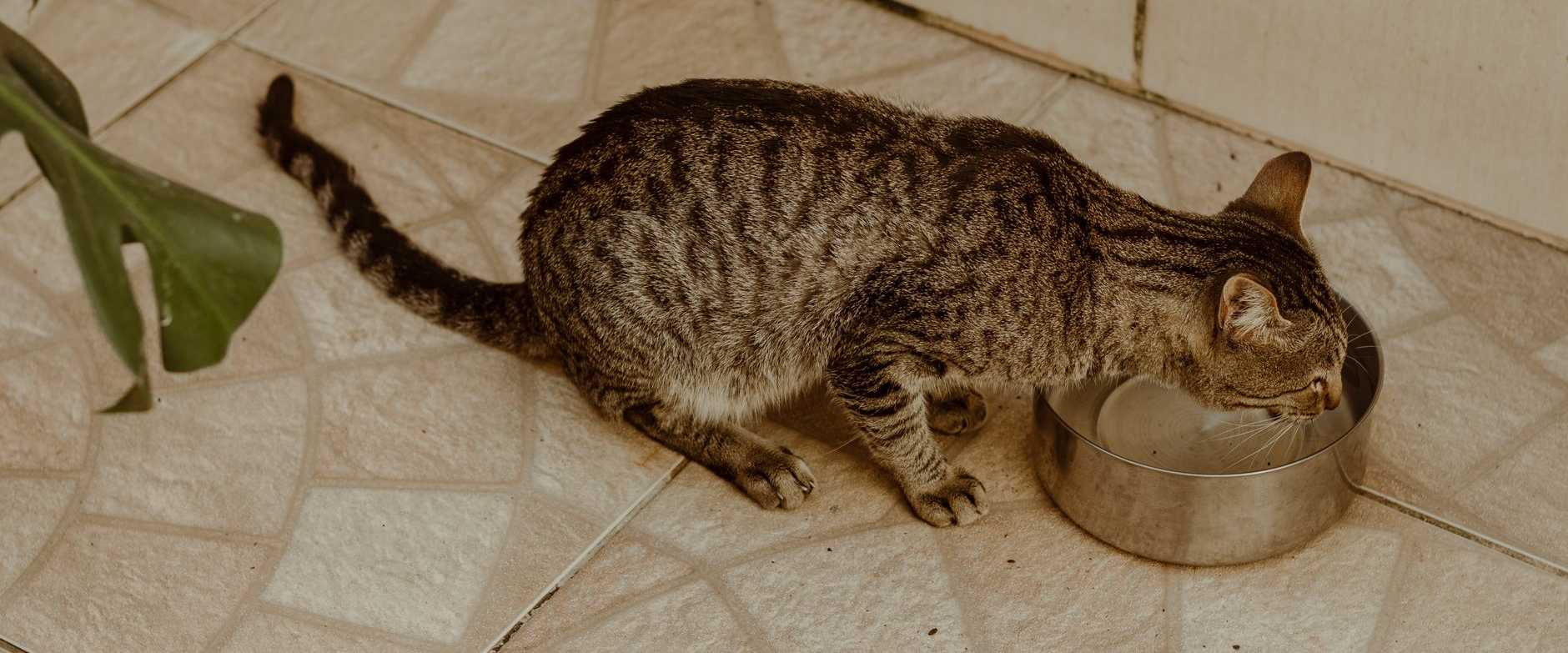 Adorable getiegerter Kater stillt seinen Durst aus einer Edelstahlschüssel auf einem gefliesten Boden drinnen