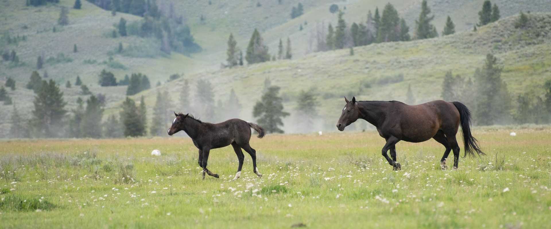 Zwei Pferde laufen frei über eine üppige grüne Wiese mit einem Berg im Hintergrund