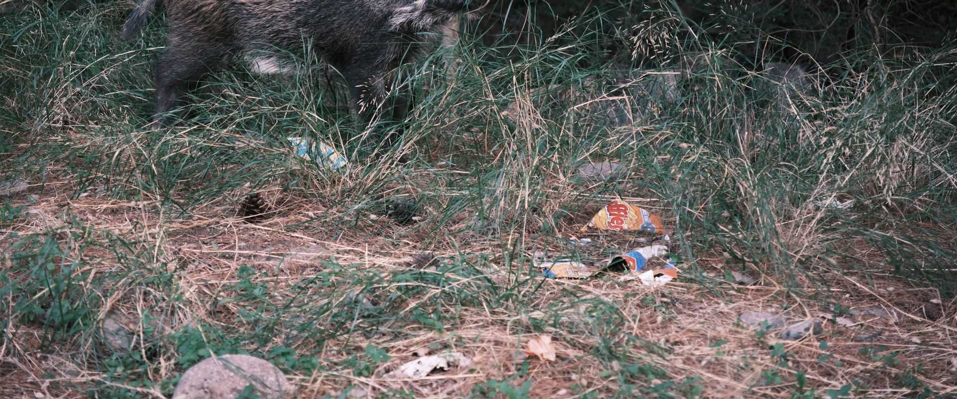Wildschwein, das in einer Waldumgebung neben einem vermüllten Bereich umherstreift
