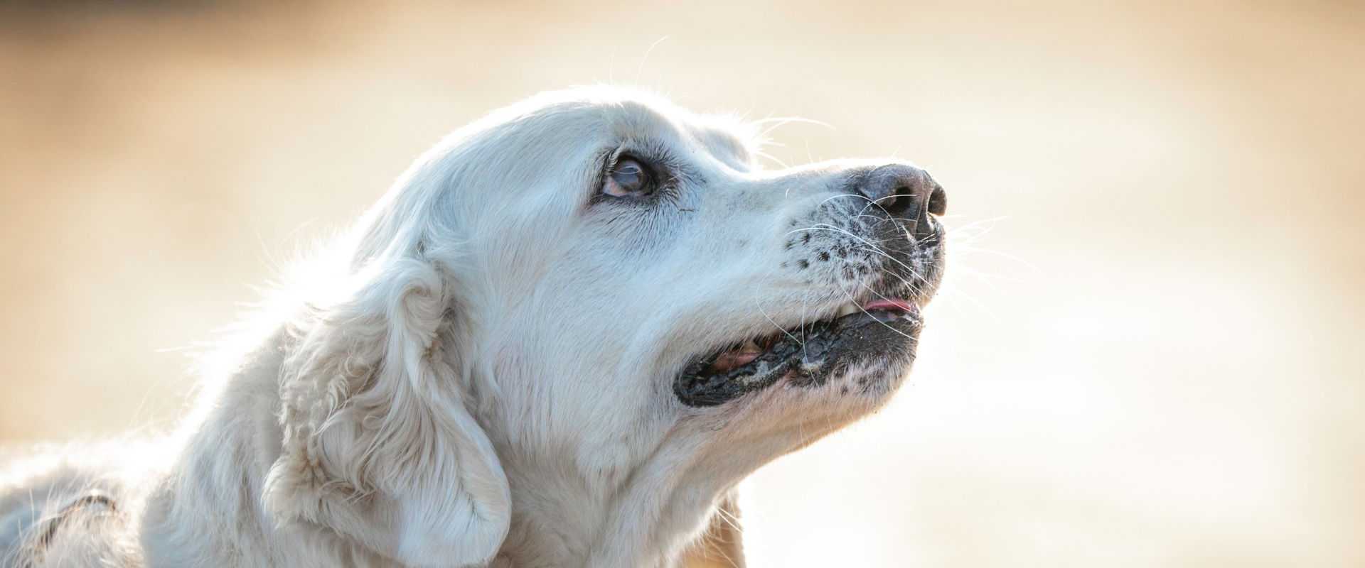 Charmante Nahaufnahme eines Golden Retrievers, der sich im warmen Licht im Freien sonnt