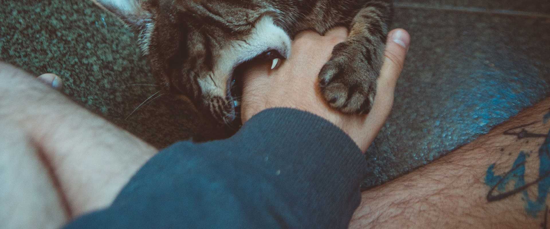 Eine getigerte Katze beißt spielerisch in die Hand einer Person auf einem gefliesten Boden