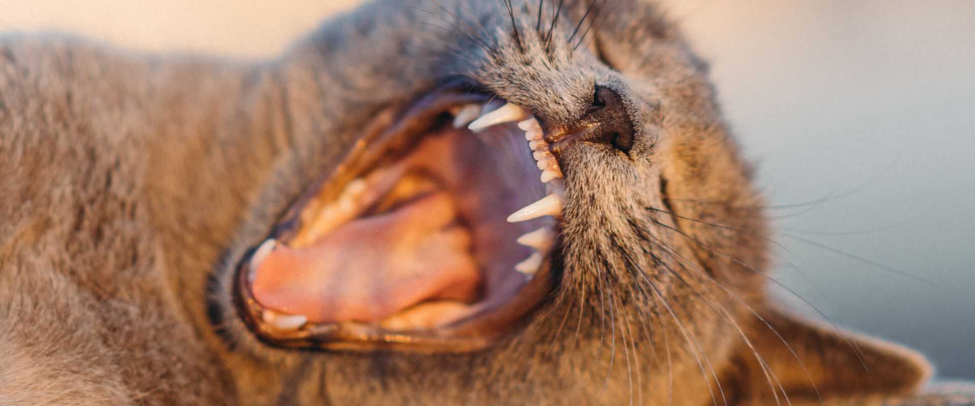 A detailed close-up of a yawning cat, showcasing sharp teeth and whiskers in a warm outdoor setting