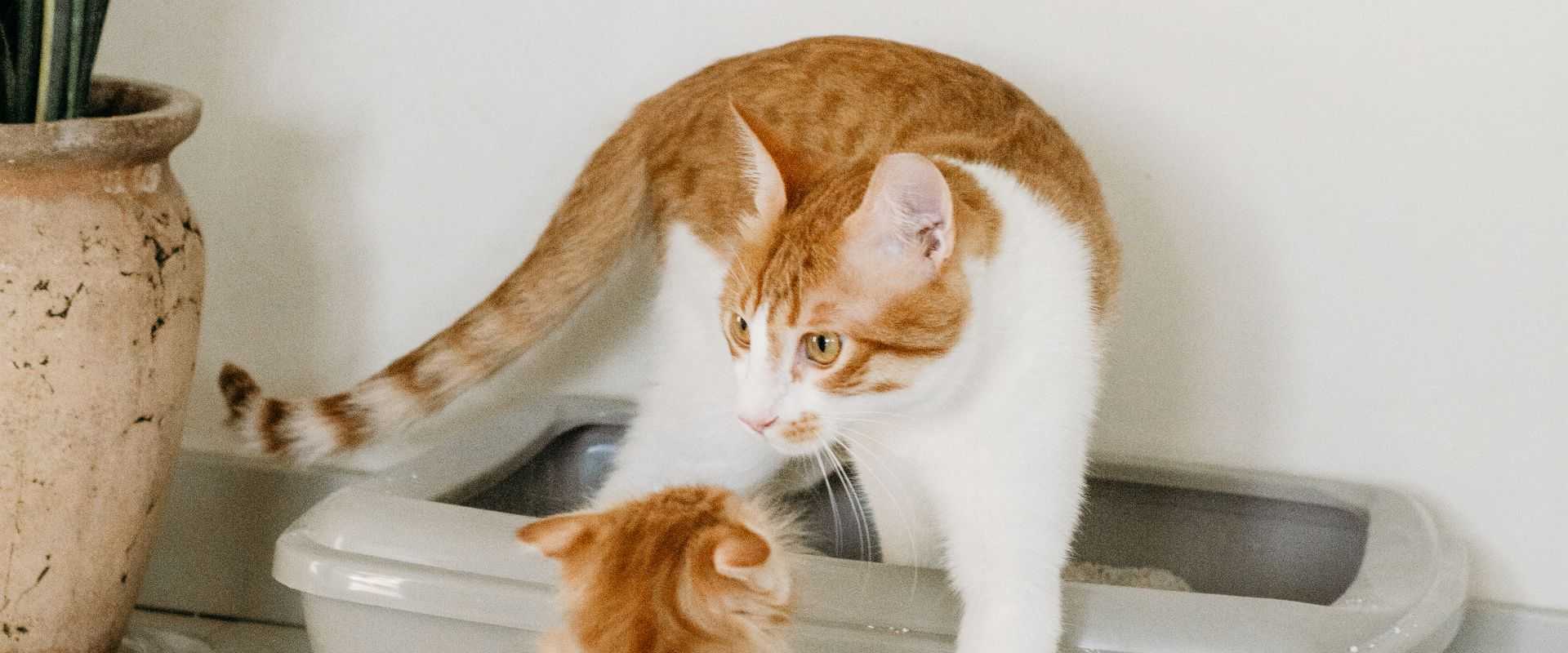 Eine getigerte Katzenmutter und ihr Kätzchen interagieren im Haus in der Nähe einer Katzentoilette