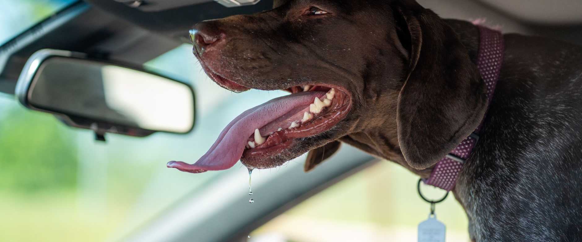 Süßer Deutsch Kurzhaariger Pointer Hund, der im Auto sabbert, mit herausgestreckter Zunge.