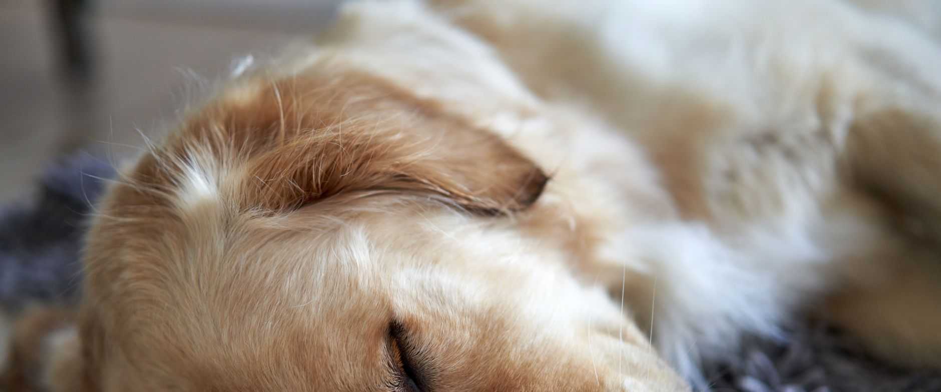 Eine friedliche Nahaufnahme eines schlafenden Golden Retrievers auf einem gemütlichen Teppich.