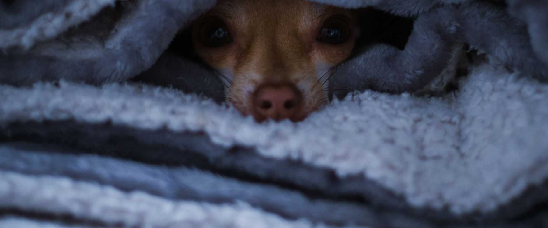 Adorable Chihuahua, der durch weiche, graue Decken schaut. Perfekter gemütlicher Haustiermoment festgehalten.
