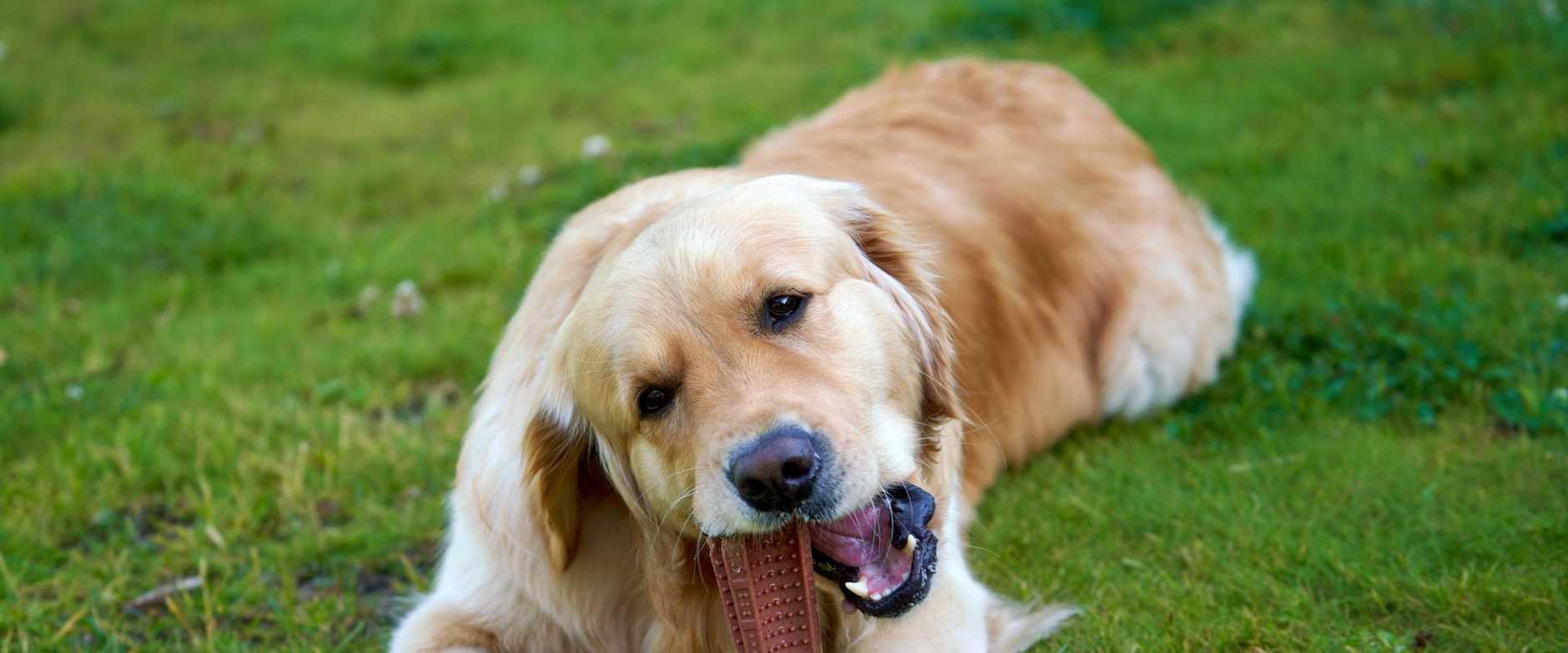Verspielter Golden Retriever, der an einem Spielzeug auf einem grünen Rasen im Freien kaut.