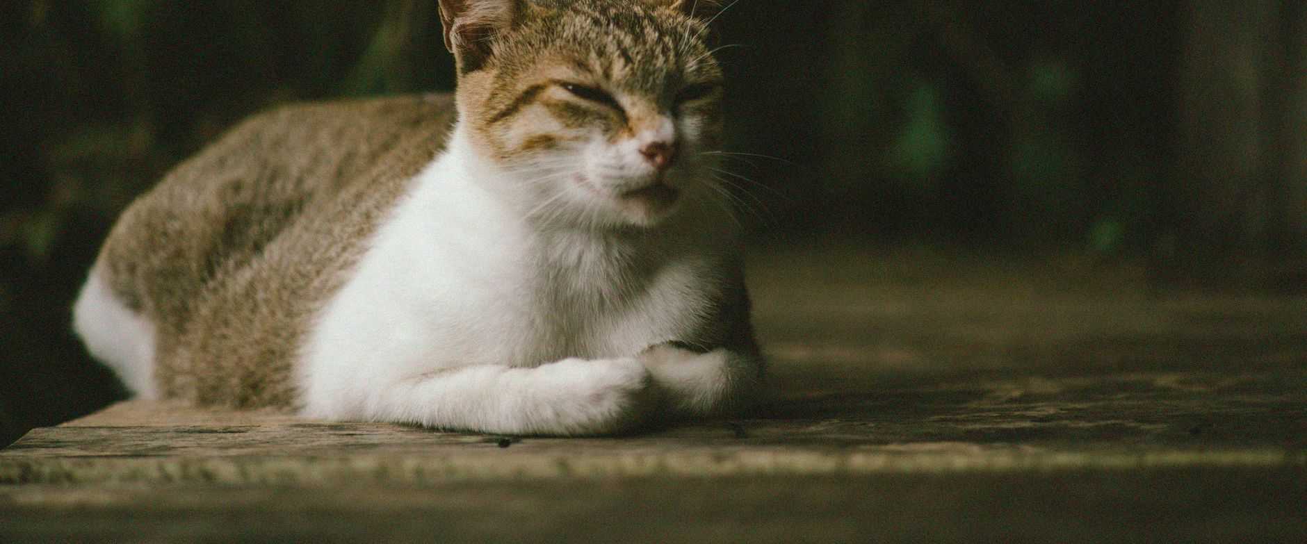 Eine ruhige getigerte Katze, die mit geschlossenen Augen auf einer Steinoberfläche im Freien entspannt.