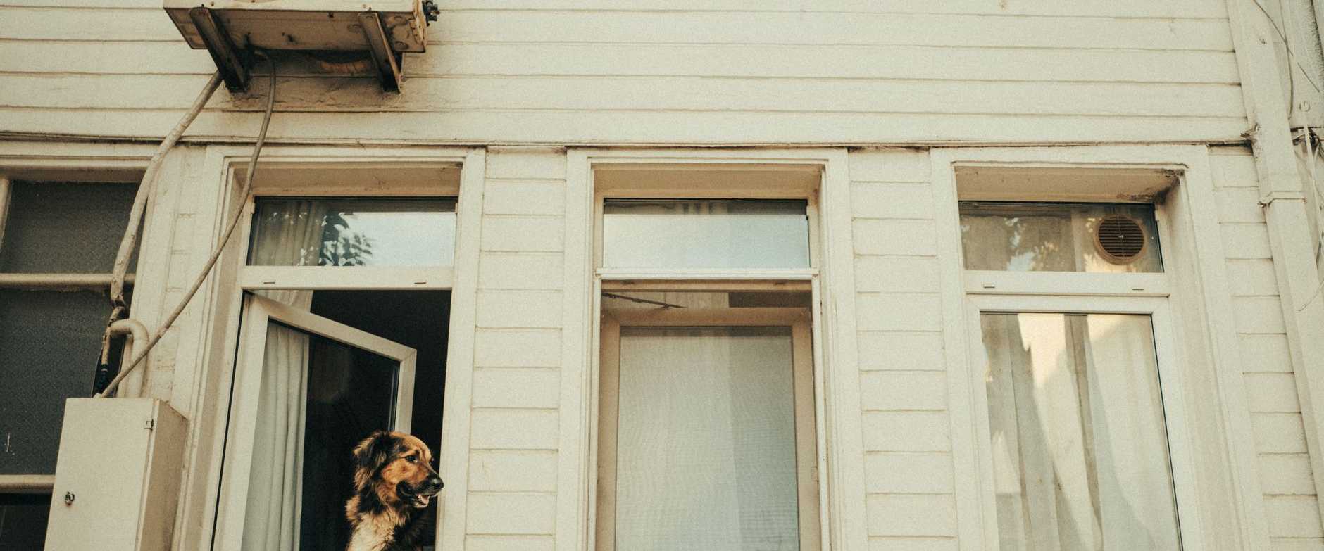 Ein Deutscher Schäferhund, der aus einem offenen Fenster in einem Wohngebäude schaut.