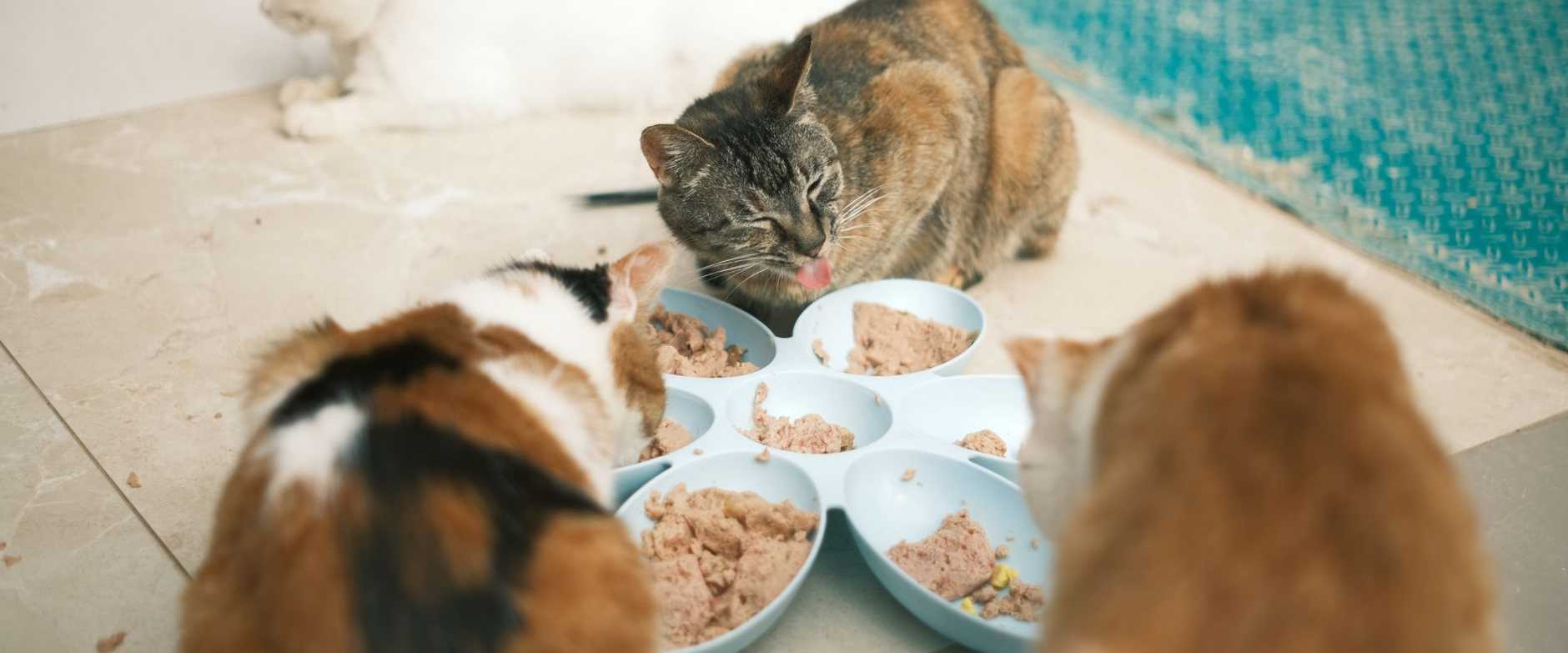 Mehrere Hauskatzen fressen zusammen und zeigen damit die Freundschaft und Fürsorge unter Katzen.