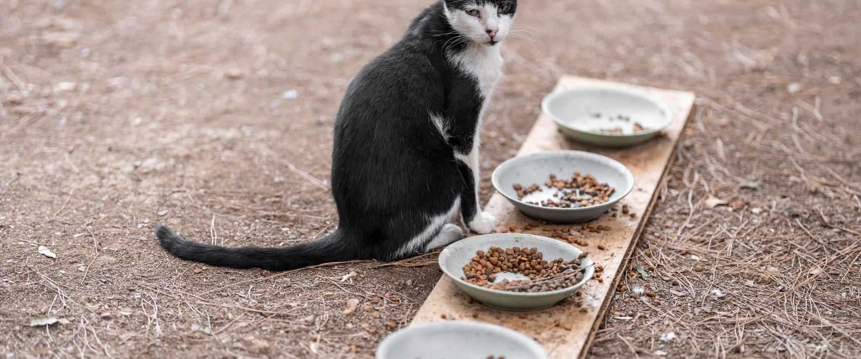 Streuner-Schwarz-Weiß-Katze sitzt neben Schalen mit Futter auf einem Holzbrett im Freien.