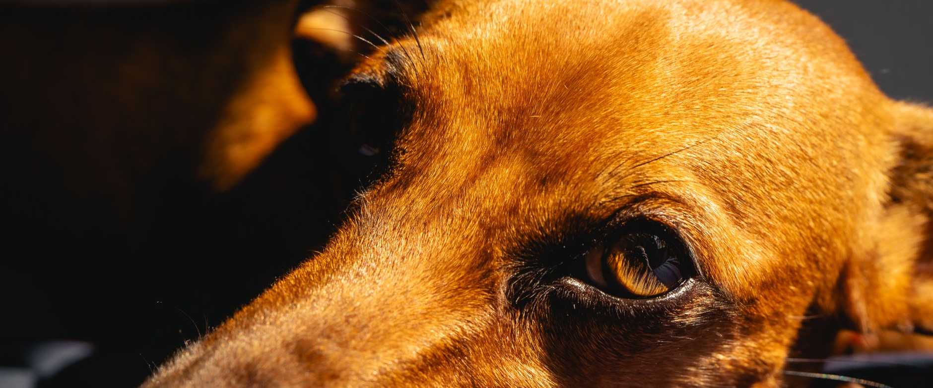 A close-up of a brown dog resting with focused gaze and soft fur texture.