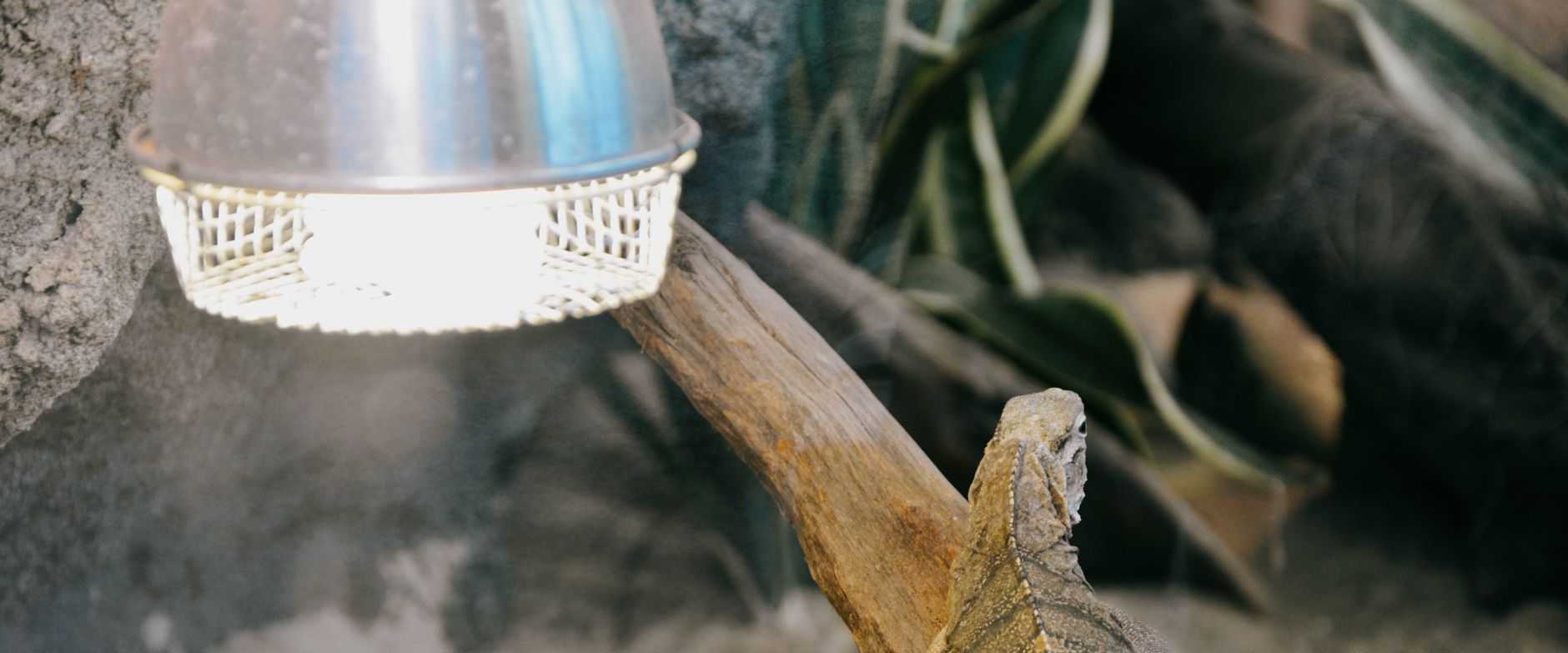 Leguan sitzt unter einem Licht, umgeben von Sand und Ästen in einem Terrarium.