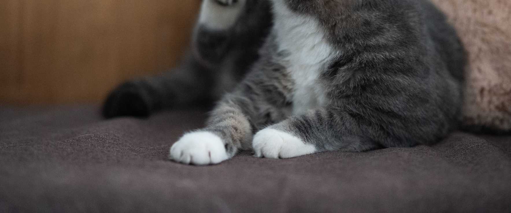Eine süße Hauskatze, die sich drinnen streckt und kratzt und ihre pelzige Eleganz zur Schau stellt.