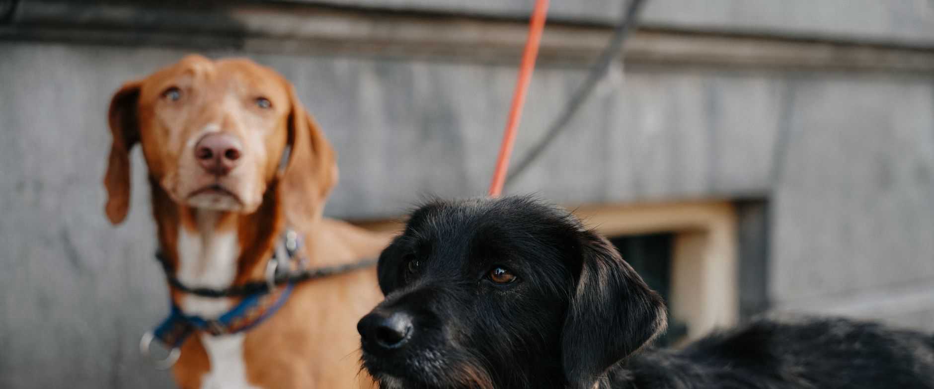 Braune und schwarze Hunde an Leinen im Freien in Amsterdam, Niederlande.