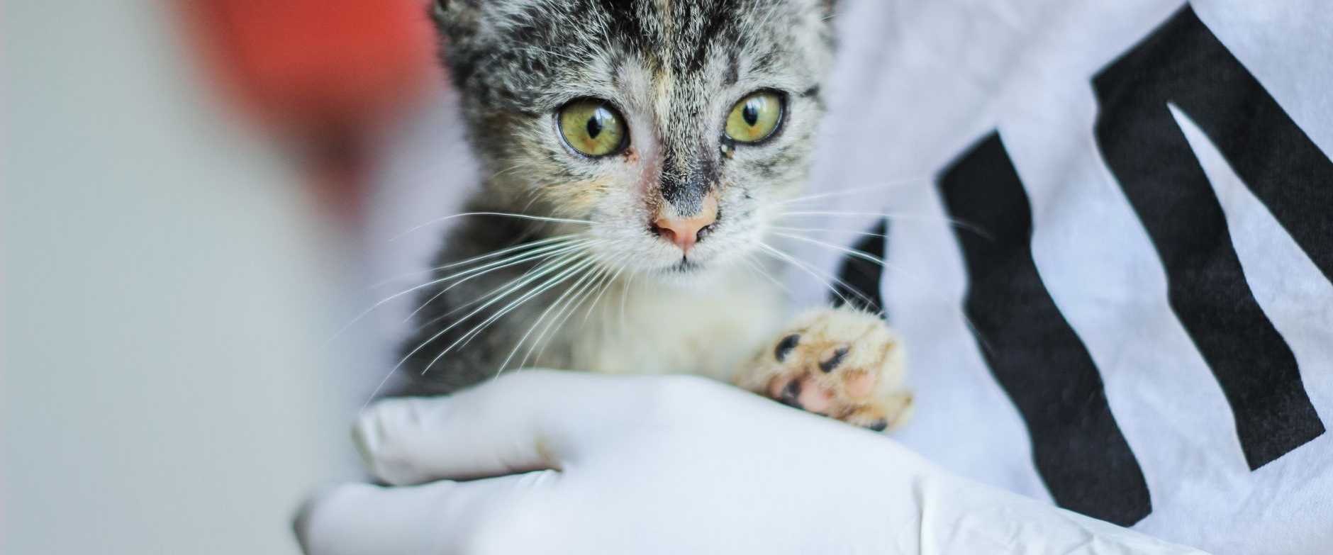 Nahaufnahme eines Tierarztes, der eine niedliche Katze zur Gesundheitsuntersuchung hält.