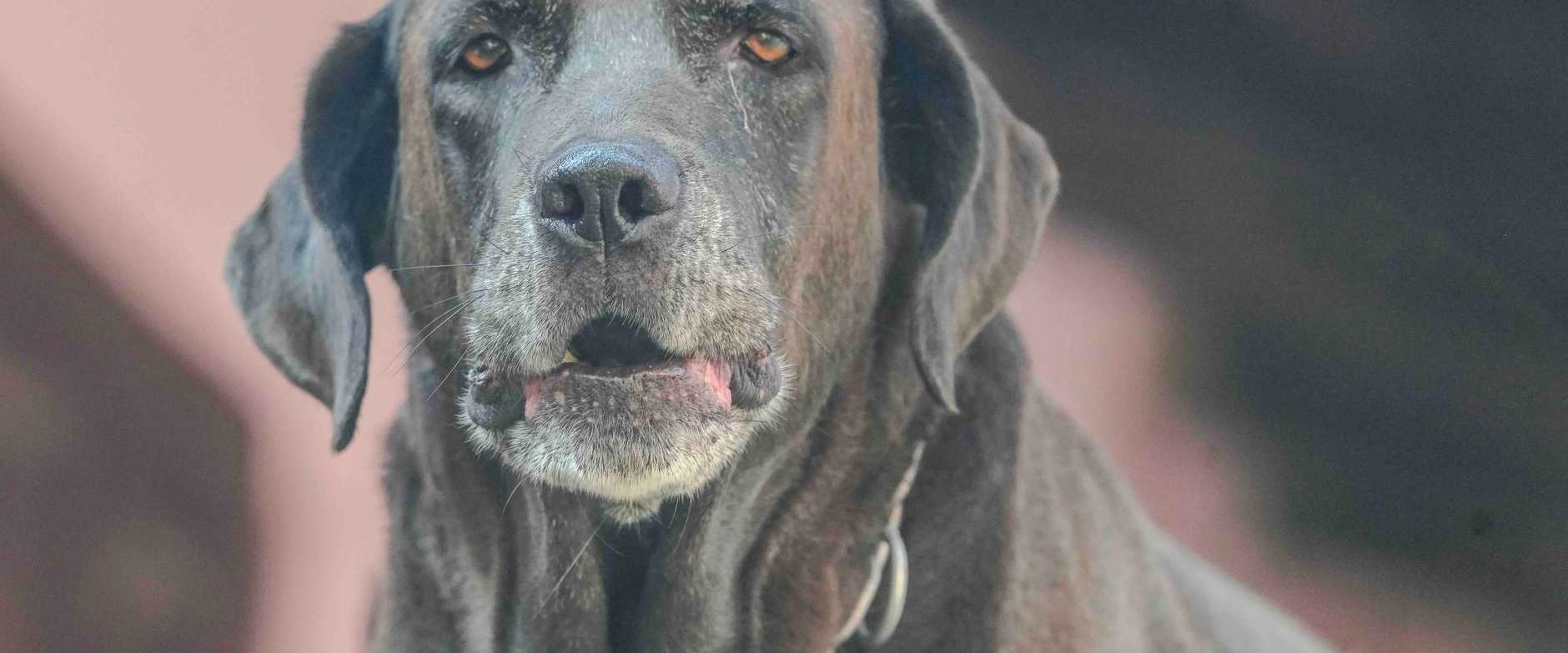 Älterer schokoladenbrauner Labrador Retriever blickt nach vorne im Freien. Launischer und sanfter Ausdruck.