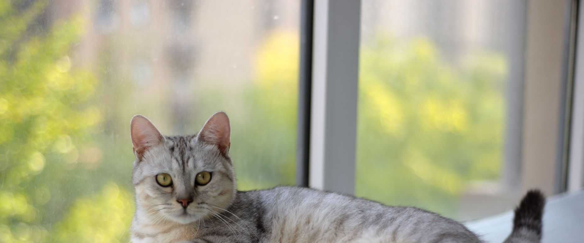 Eine gelassene grau getigerte Katze, die drinnen an einem sonnigen Fenster faulenzt und einen Moment der Ruhe einfängt.