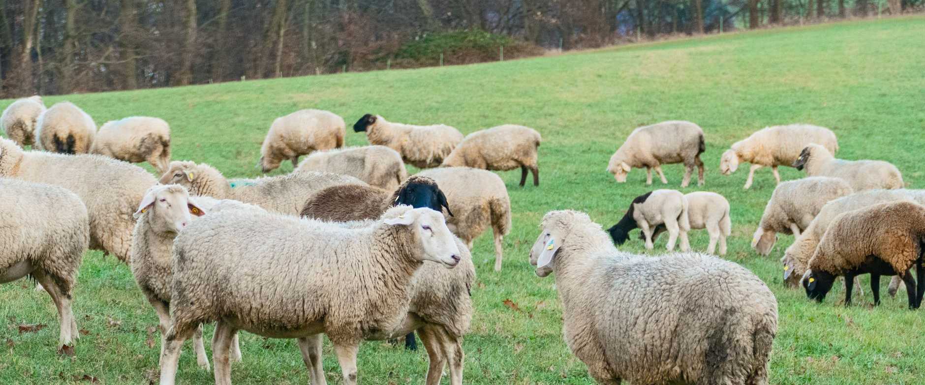 Eine Schafherde grast friedlich auf einer sattgrünen, von Bäumen umgebenen Wiese