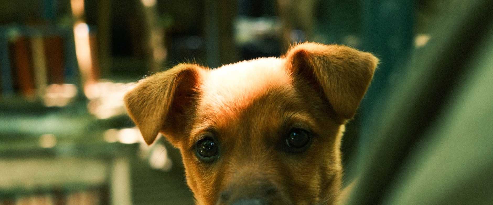 Adorable brauner Welpe mit wachsamen Augen, festgehalten in einer warmen, einladenden Inneneinrichtung.