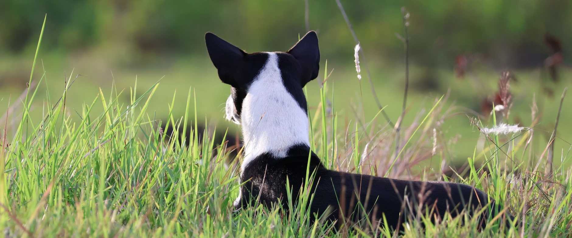 Ein schwarz-weißer Hund entspannt sich auf einem üppig grünen Feld in Candijay, Philippinen.