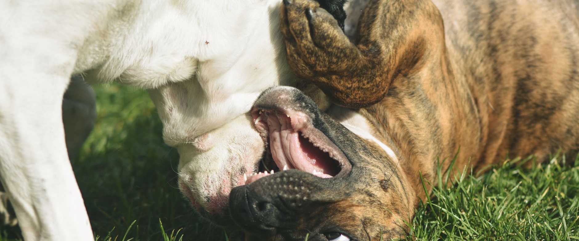 Zwei Hunde liefern sich draußen auf der grünen Wiese ein spielerisches Ringkampfspiel.