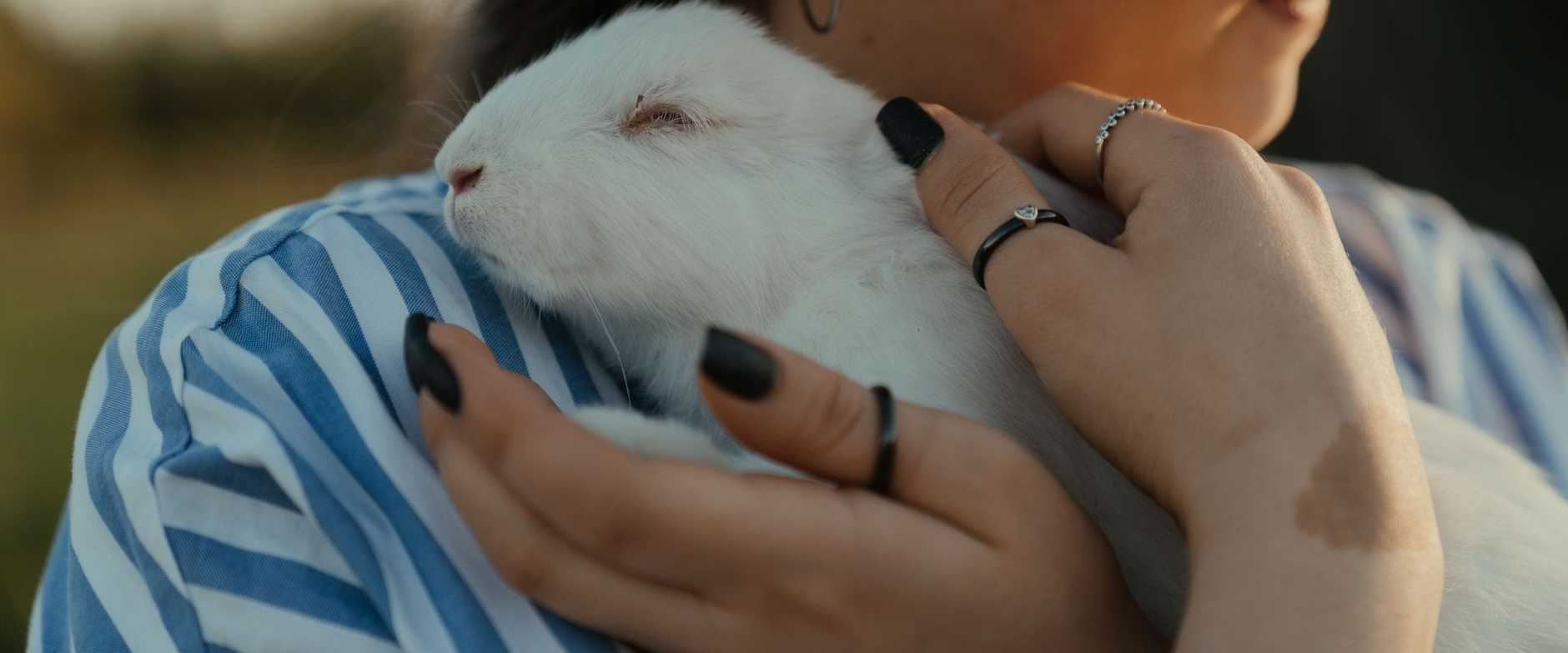 A woman gently holding a white rabbit outdoors during sunset, creating a warm and serene moment.