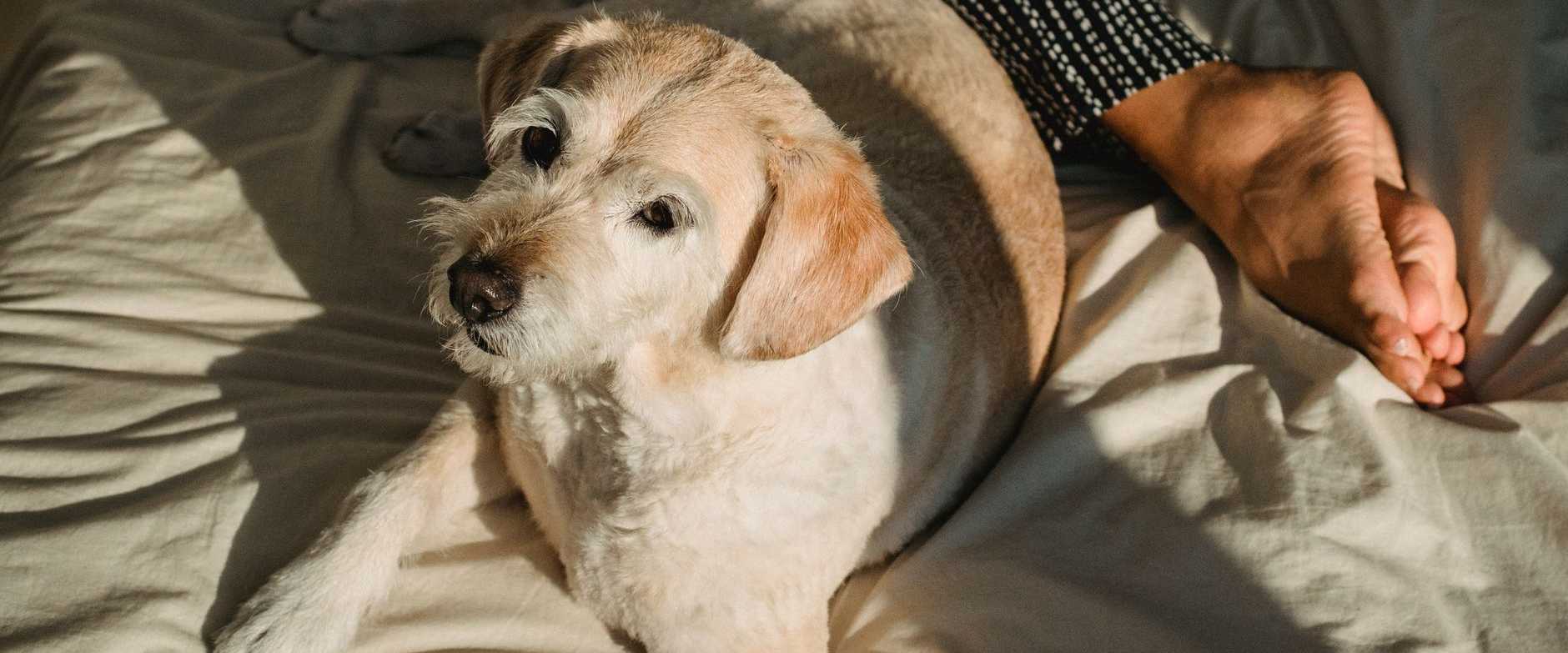 Eine ruhige Szene mit einem Hund, der auf einem Bett neben einer Person ruht und eine friedliche Morgenstimmung einfängt.