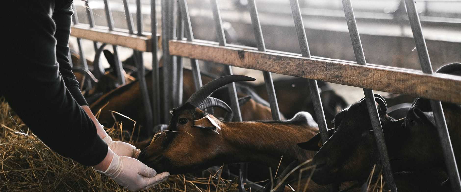 Eine Tierärztin kniet neben einer Ziege auf einem Bauernhof und untersucht behutsam ihren Kopf und Hals