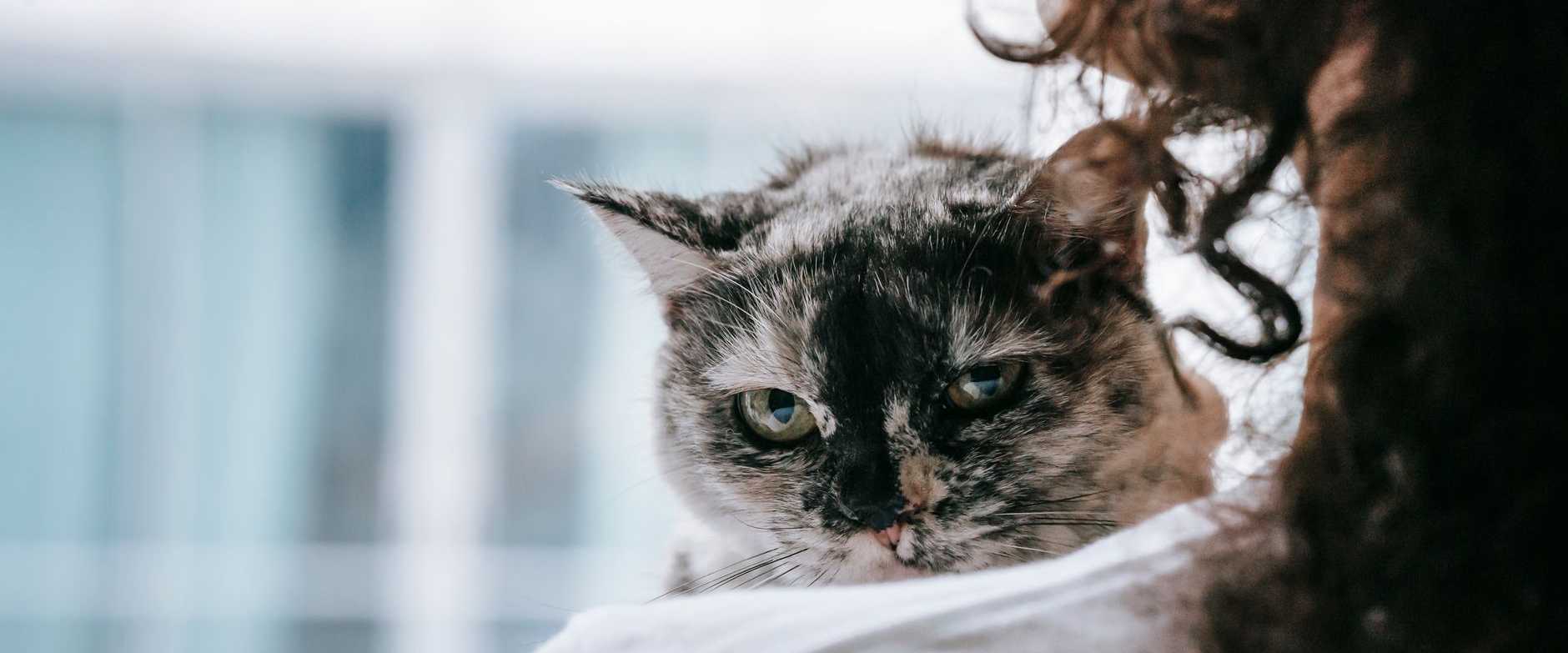 Eine Frau hält sanft ihre Katze drinnen und zeigt Zuneigung und Gesellschaft.