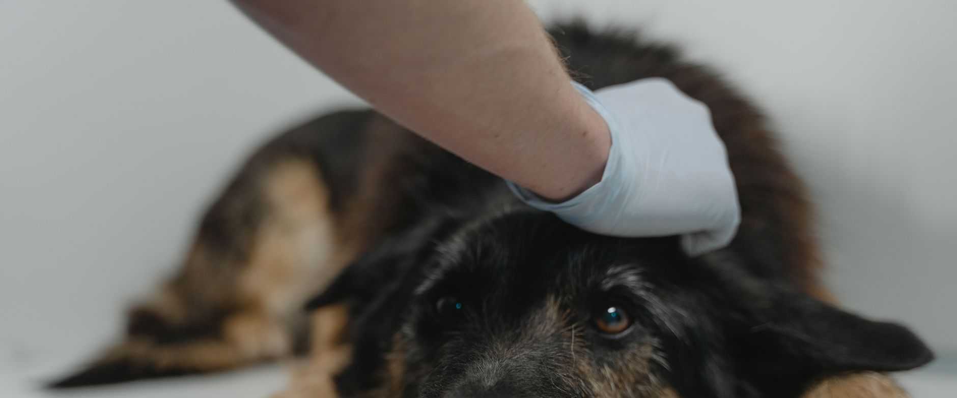 Nahaufnahme eines schwarzen Hundes, der von einem Tierarzt mit Handschuhen untersucht wird.