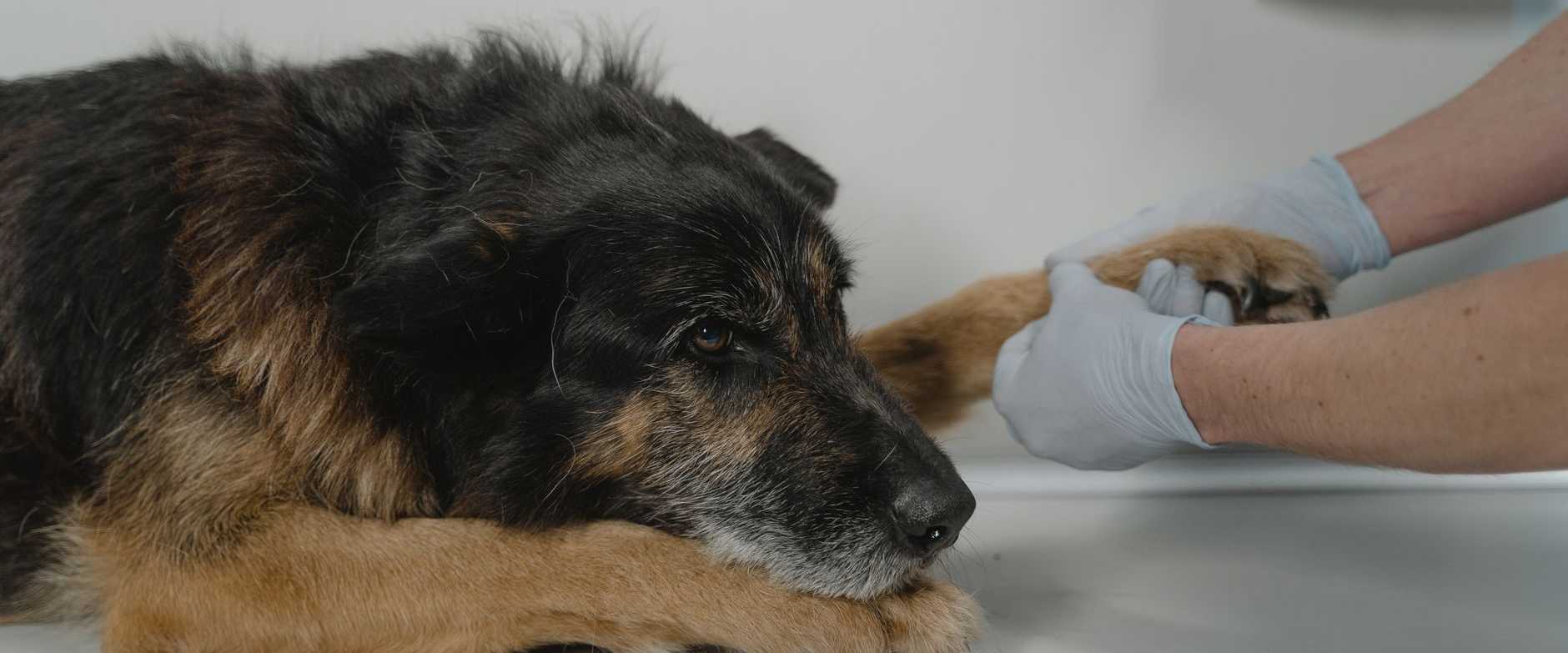 Ein Tierarzt untersucht die Pfote eines entspannten Hundes auf einem weißen Tisch drinnen.