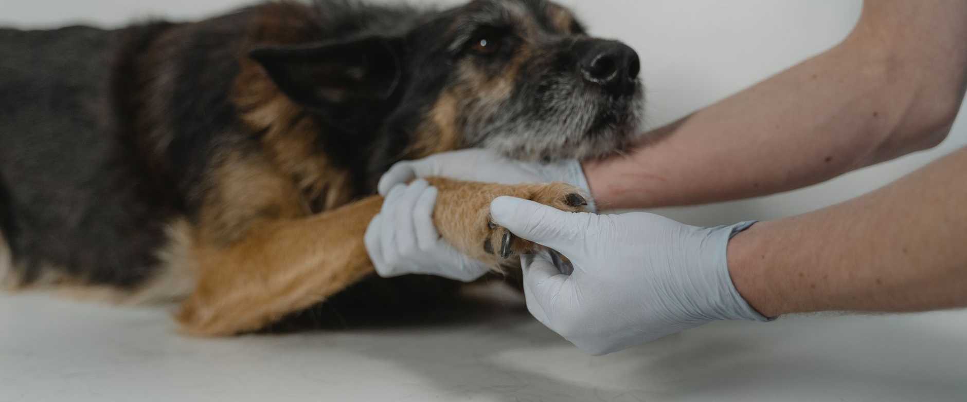 Ein Tierarzt hält sanft die Pfote eines Hundes während einer medizinischen Untersuchung und zeigt Fürsorge und Vertrauen.