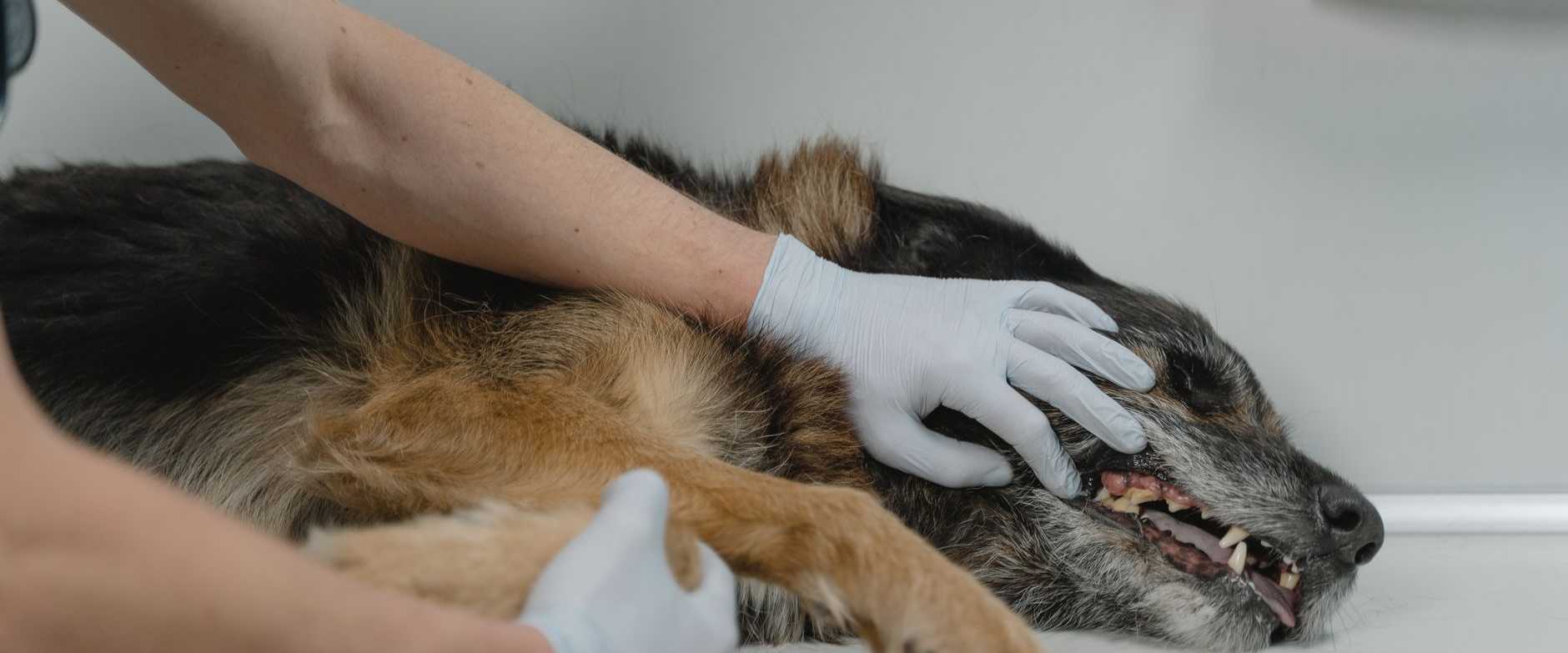 Tierarzt überprüft die Gesundheit eines Deutschen Schäferhundes während eines Klinikbesuchs in geschlossenen Räumen.