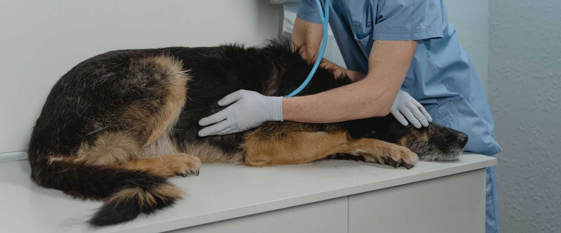 Ein Tierarzt prüft die Gesundheit eines Deutschen Schäferhundes mit einem Stethoskop auf einem Behandlungstisch.