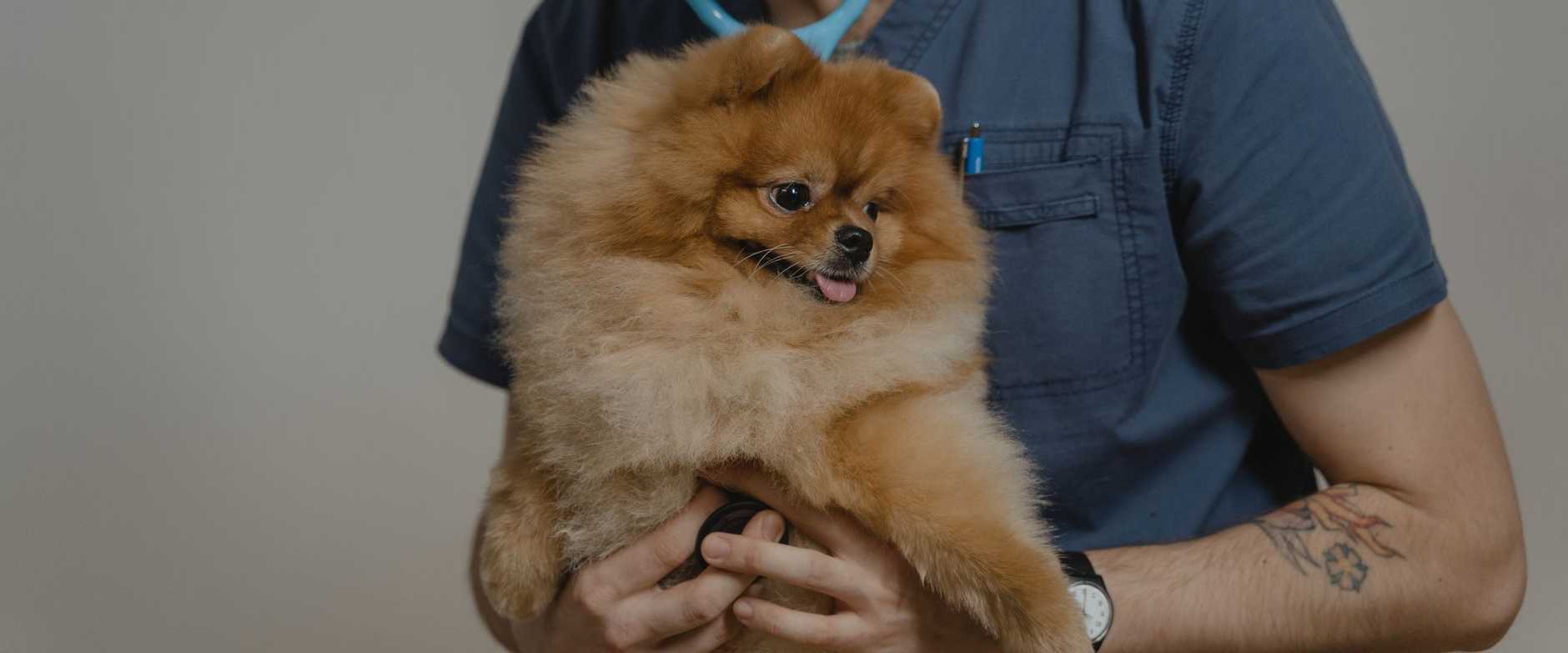 Ein Tierärzt untersucht einen flauschigen Zwergspitz bei einer routinemäßigen Kontrolluntersuchung in der Praxis