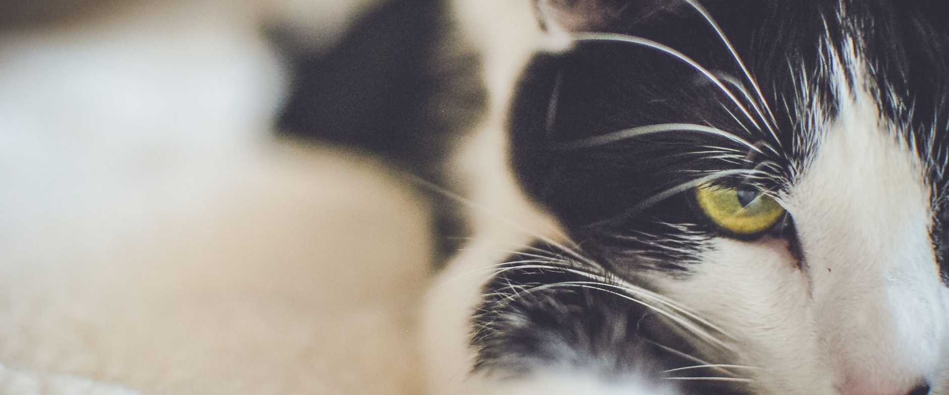 Eine entspannte schwarz-weiße Hauskatze mit gelben Augen, Nahaufnahme.