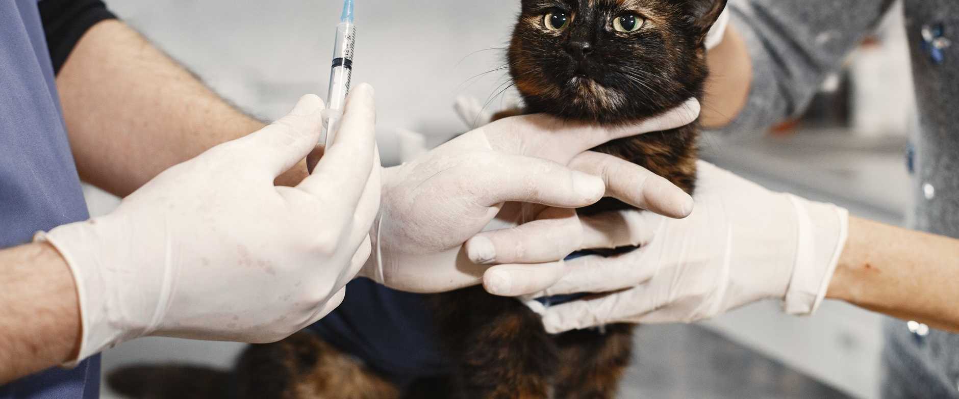 Ein Tierarzt mit Handschuhen verabreicht einer Katze eine Impfung in einer Klinik.