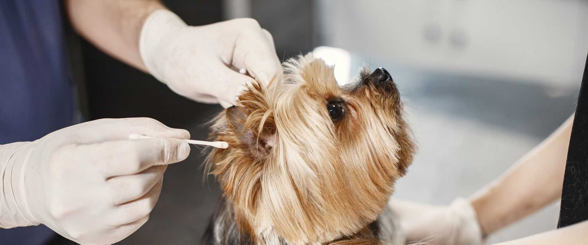 Ein Yorkshire Terrier bekommt sein Ohr von einem Tierarzt mit Handschuhen und einem Wattestäbchen sauber gemacht.