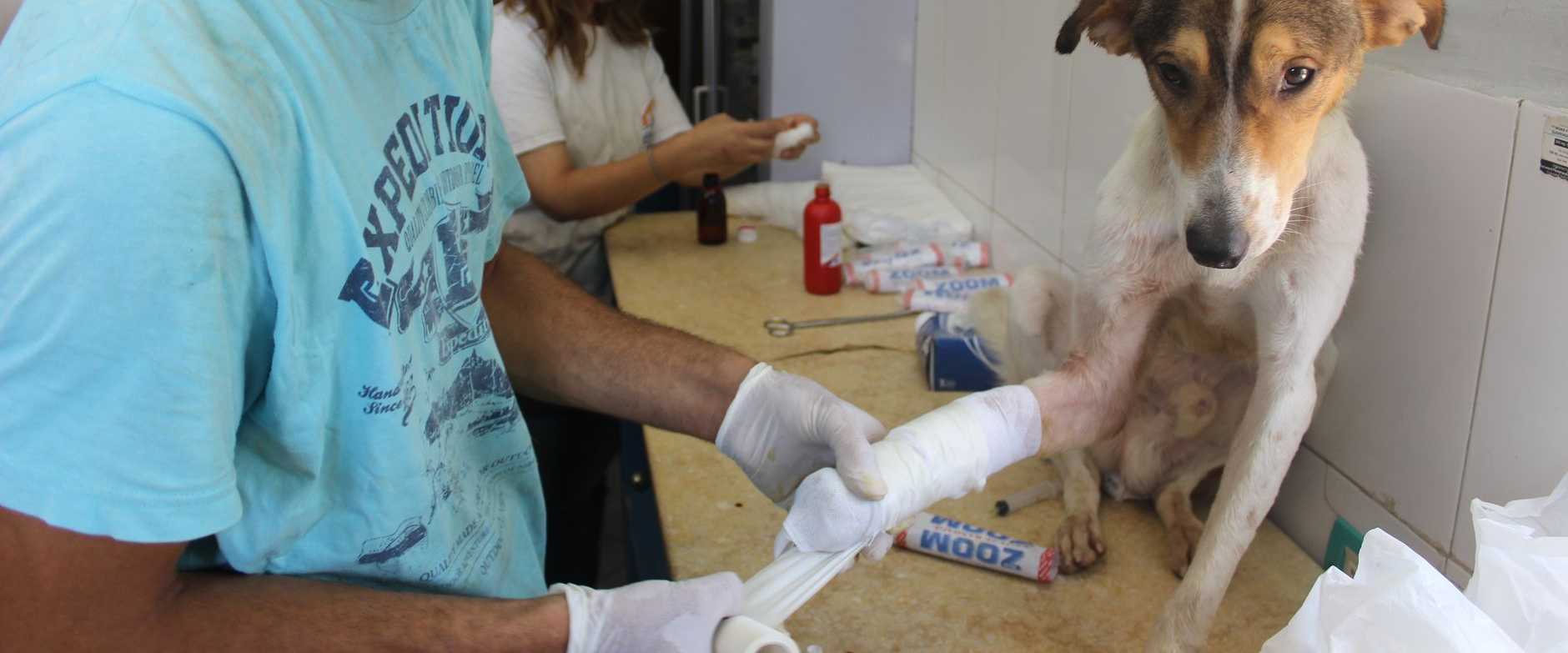 Ein fürsorglicher Tierarzt verbindet das Bein eines verletzten Hundes in einer Klinik.