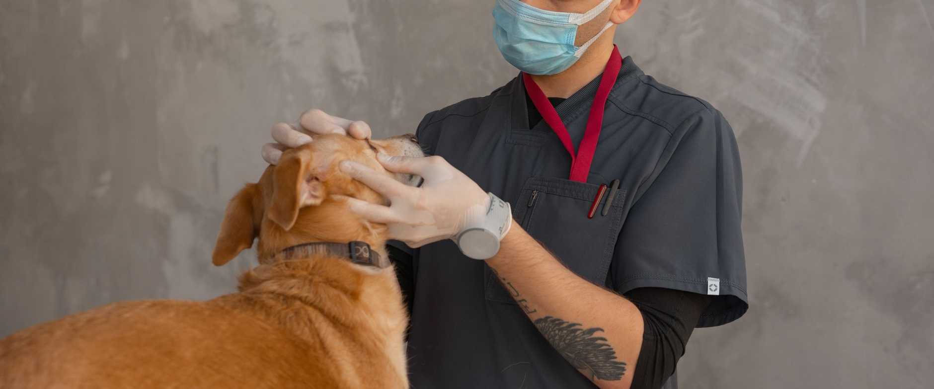 Ein Tierarzt mit Maske untersucht einen Hund