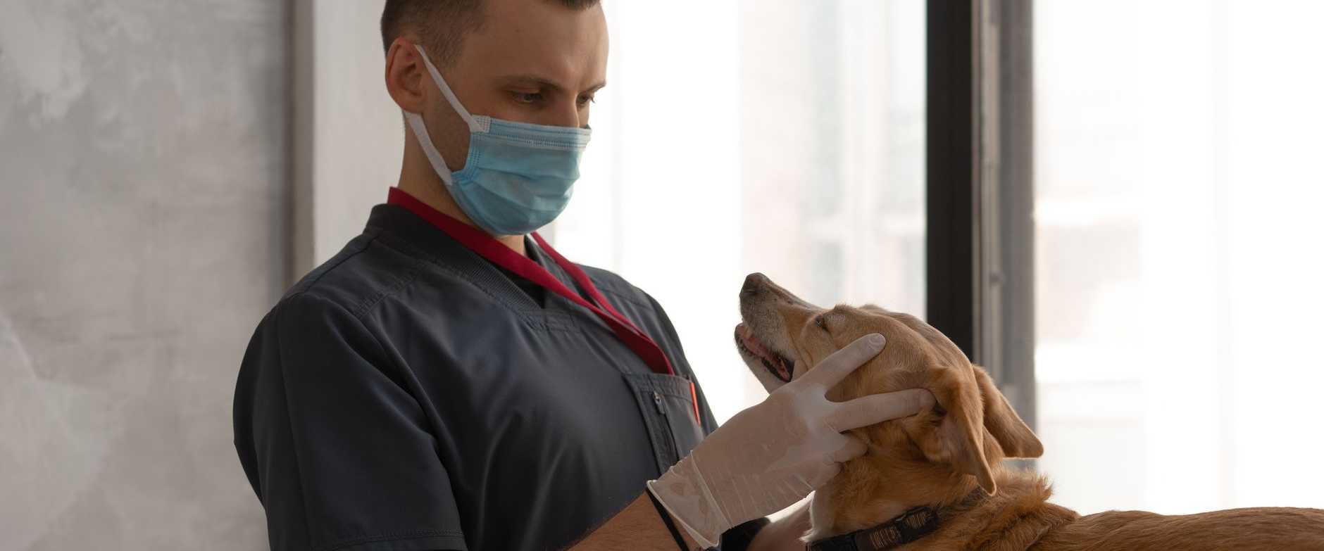 Ein Tierarzt mit Maske untersucht einen Hund in Innenräumen und konzentriert sich auf die Patientenversorgung.