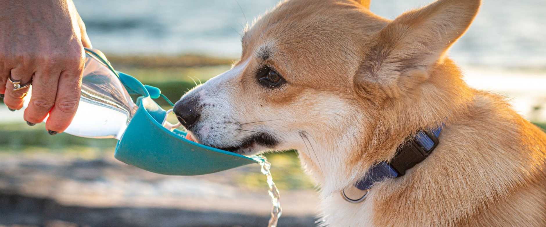 Ein Corgi-Hund erfrischt sich mit einer tragbaren Wasser-Schüssel am Strand. Perfekter Sommertag im Freien.