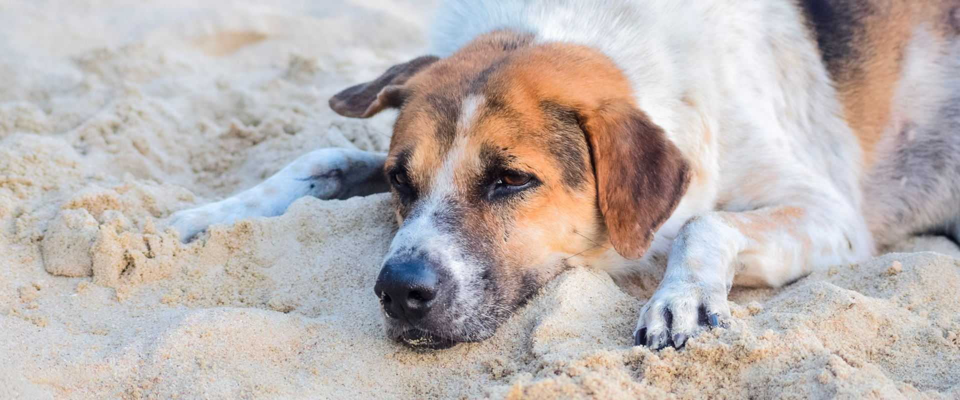 Ein Hund liegt an einem Sandstrand und genießt einen friedlichen Tag im Freien