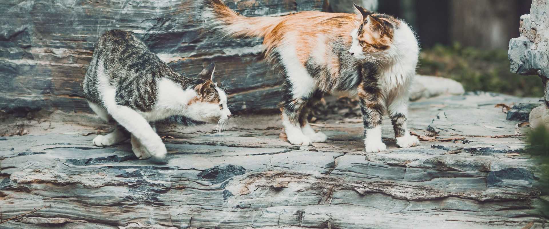 Zwei Katzen, die spielerisch auf einem felsigen Untergrund interagieren