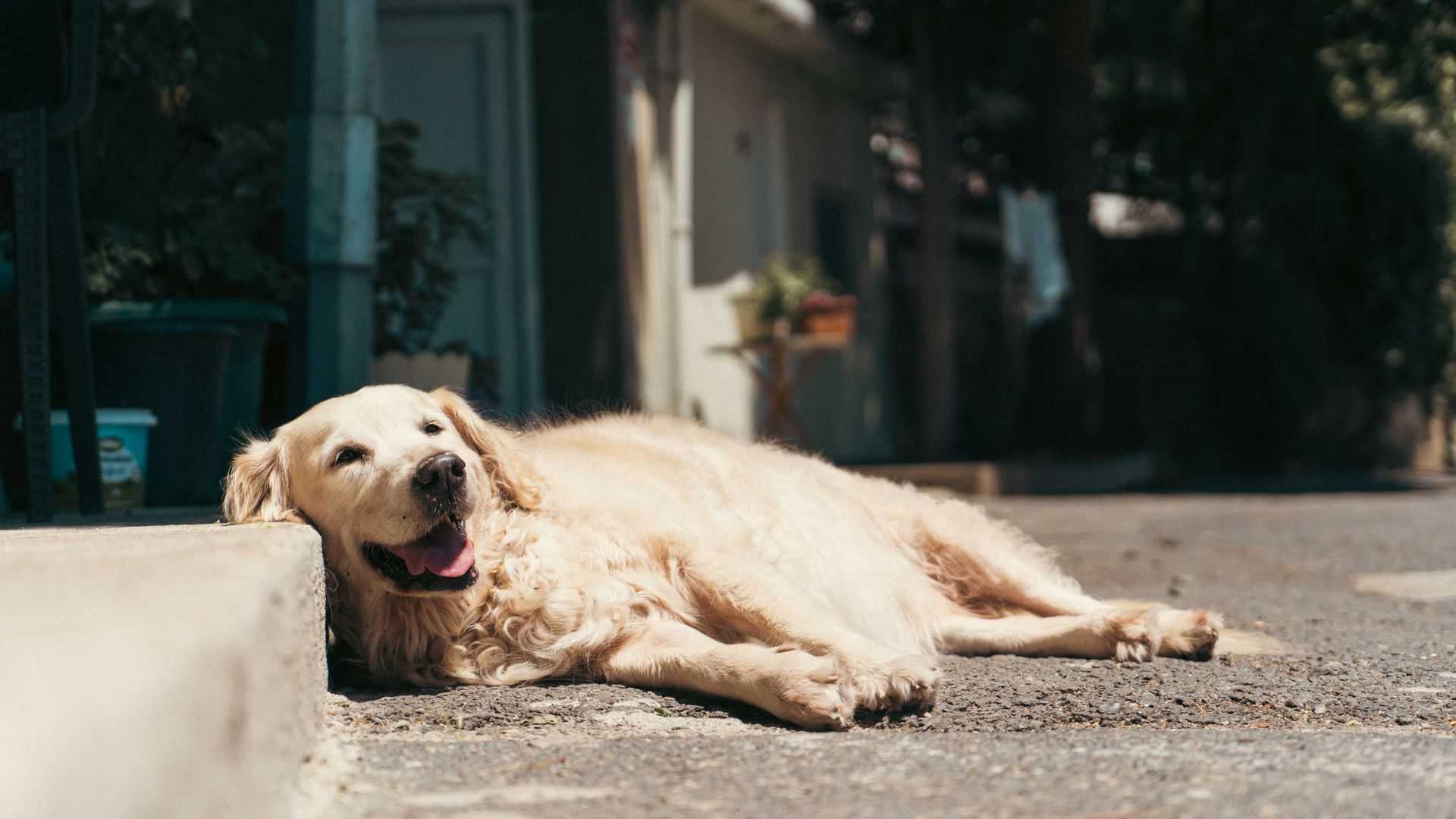 Ein erschöpfter Hund liegt in der Sonne